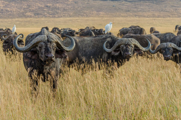 The Big Five: Cape Buffalo