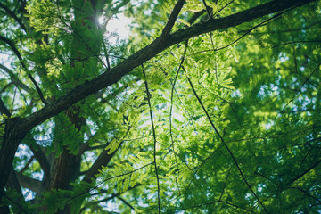 Fototapeta premium Sunlight shining through redwood tree branches