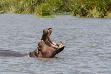 A hippopotamus opens its big mouth while surfacing in its pond