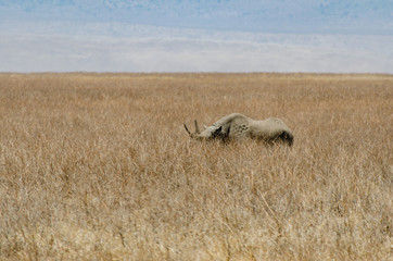 A rhino stands still in dry grassland, showing is large horns