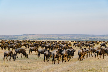 A large herd of migrating wildebeest gather on the grasslands with mountains in the distant horizon