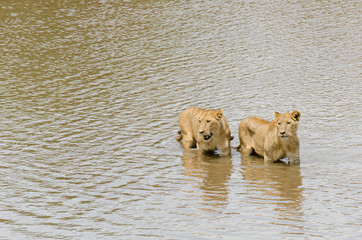 Naklejka na ściany i meble Two juvenile lions cross the Mara River in the Serengeti