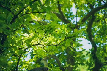 Sunlight shining through tree leaves and branches