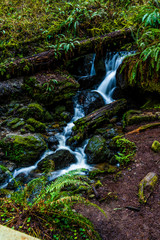 Trillium Falls Trail, Redwood National Park