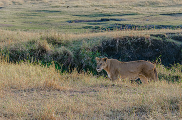A female lioness stalks prey in the Serengeti