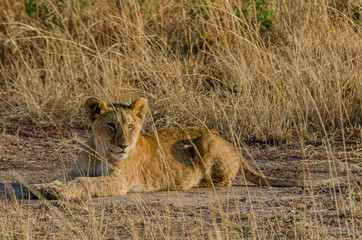 A baby cub lion rests in the morning sun in the Serengeti