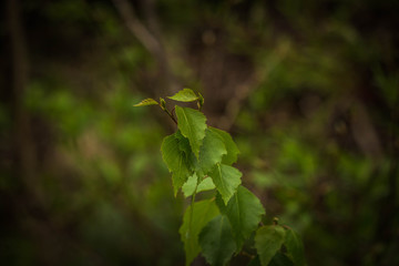 spring leaves on branches only rose