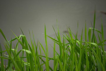 Obraz premium young summer green grass on the lake