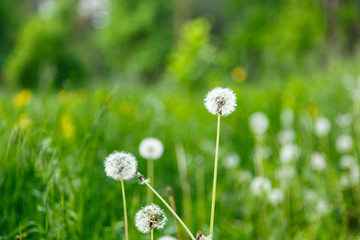 Obraz premium White fluffy dandelions, natural green blurred spring background, selective focus. Nature, summer background