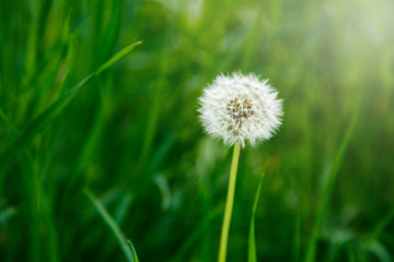 White fluffy dandelions, natural green blurred spring background, selective focus. Nature, summer background