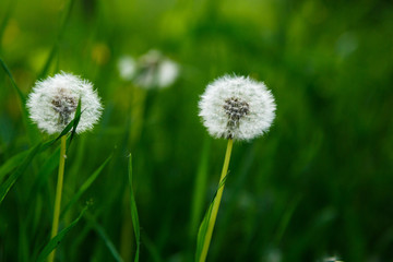 White fluffy dandelions, natural green blurred spring background, selective focus. Nature, summer background