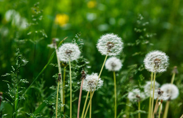 White dandelion seeds on natural blurred green background, close up. White fluffy dandelions, meadow. Summer, spring, nature background. Selective focus