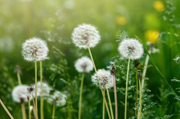White dandelion seeds on natural blurred green background, close up. White fluffy dandelions, meadow. Summer, spring, nature background. Selective focus