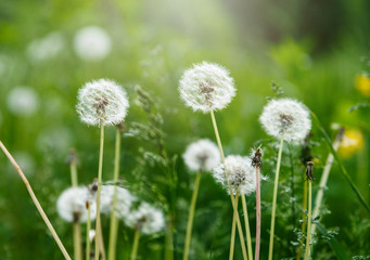 White dandelion seeds on natural blurred green background, close up. White fluffy dandelions, meadow. Summer, spring, nature background. Selective focus