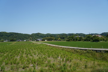 Fototapeta na wymiar Japanese Paddy field view from the train