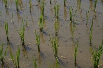 paddy field
