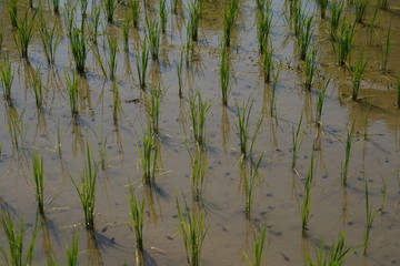 paddy field
