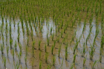 paddy field