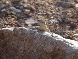 UNA SIMPLE IGUANA