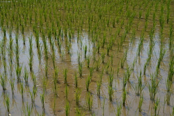 paddy field