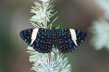 Butterfly 2019-25 - Red cracker or Starry Cracker (Hamadryas amphinome)