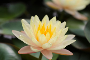 Lotus yellow flower with leave blossom flower bright and beautiful in nature background