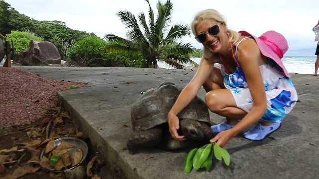 SLOW MOTION: Happy caucasian tourist woman near Anse Severe La Digue with Aldabra Giant Tortoise, Aldabrachelys gigantea. Popular tourist attraction in Seychelles, Indian Ocean. Natural sea background