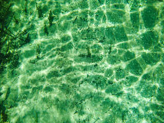 Underwater view with water plants at Sucuri river in Bonito, Mato Grosso do Sul, Brazil                                               