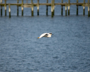 Snowy Egret Flying