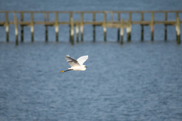 Snowy Egret Flying