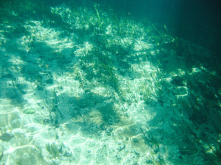 Fototapeta premium Underwater view with water plants at Sucuri river in Bonito, Mato Grosso do Sul, Brazil 
