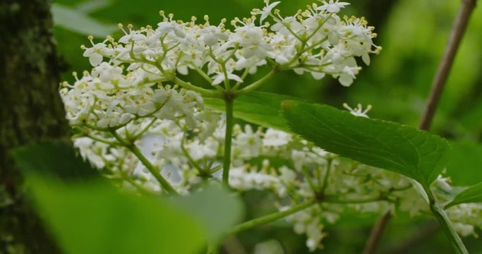 Closeup shot of a flowering European elderberry bush, Sambucus nigra.