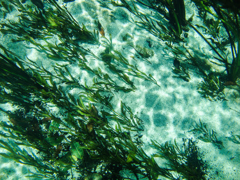  Underwater view with water plants at Sucuri river in Bonito, Mato Grosso do Sul, Brazil                                              