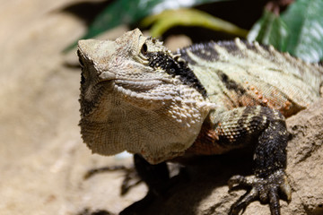 Lizard