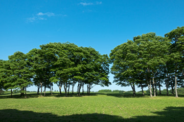 初夏の季節