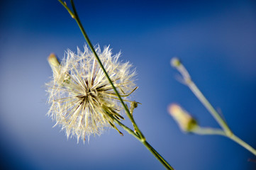Dente de Le&atilde;o