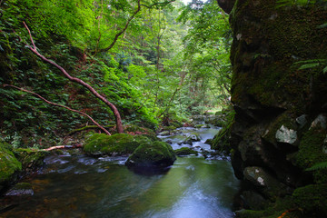 Obraz premium 山乗渓谷・不動滝