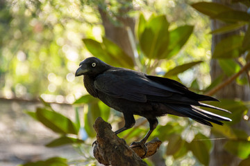 Raven