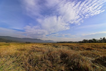 Obraz premium farmlandscape