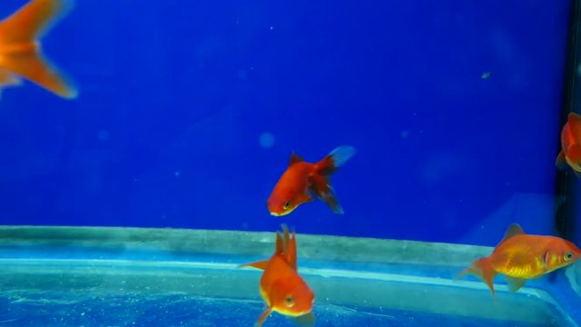 fishes floating in the aquarium, aquarium and ornamental fish,