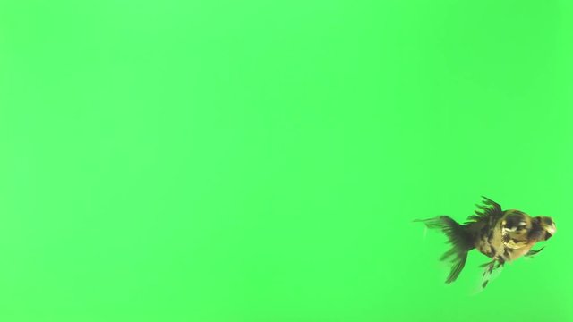 A fat fish with big eyes swims funny. Isolated green background. Animal chroma key.