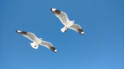 Aves sobrevolando el Lago Titicaca, Bolivia