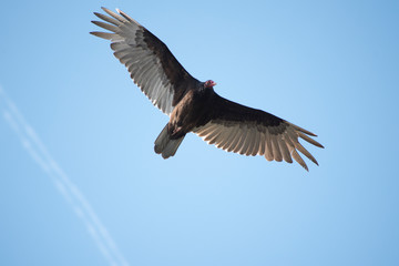 Turkey Vulture in Flight