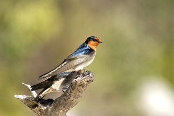 Welcome Swallow