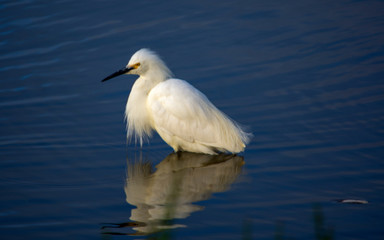 egret in water