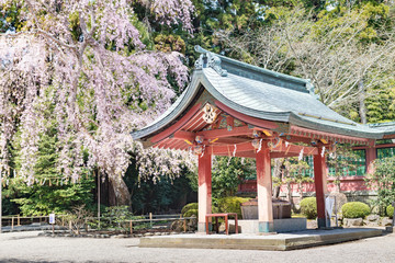 志波彦神社塩釜神社の手水舎と桜
