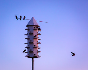Purple Martins