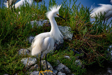 Snowy Egret at the marsh