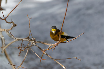 Evening Grosbeak - male
