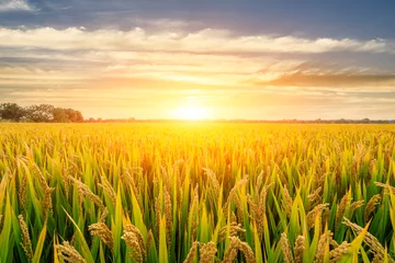 Deurstickers Rijpe rijstveld en hemelachtergrond bij zonsondergang met zonnestralen © ABCDstock